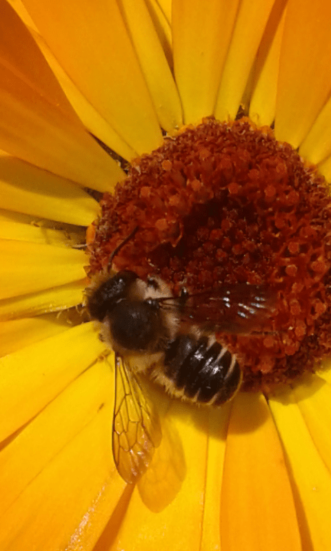 Apidae Megachilinae ; Megachile sp.?